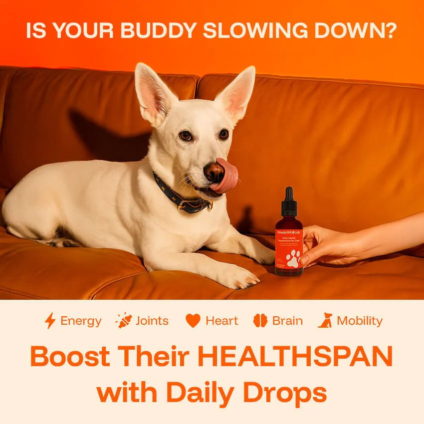 Dogi Santé-serum canin pour les articulations