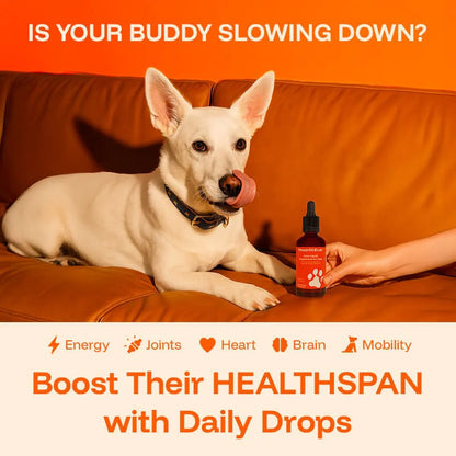 Dogi Santé-serum canin pour les articulations